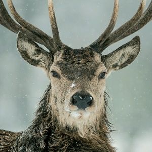 Meet your Posher, Autumn